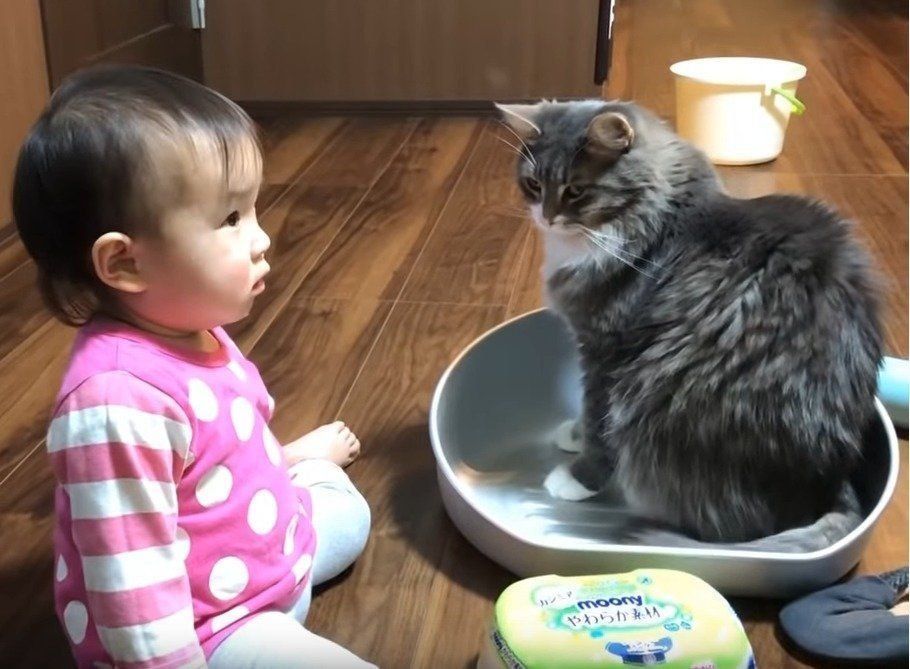 大切な猫鍋を赤ちゃんに譲る、なんとも優しい猫に拍手♡|ねこのきもち