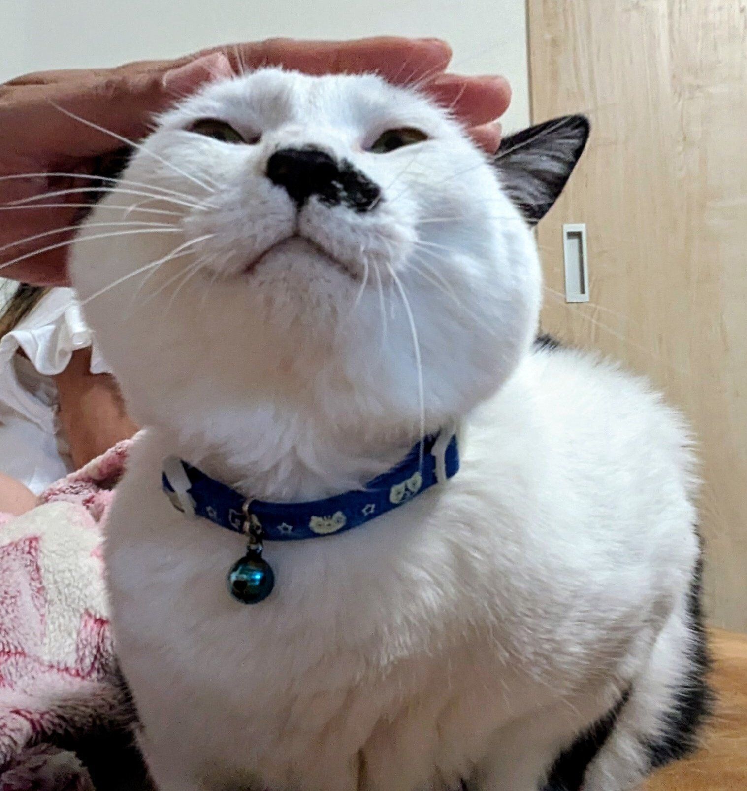 頭を撫でられている猫