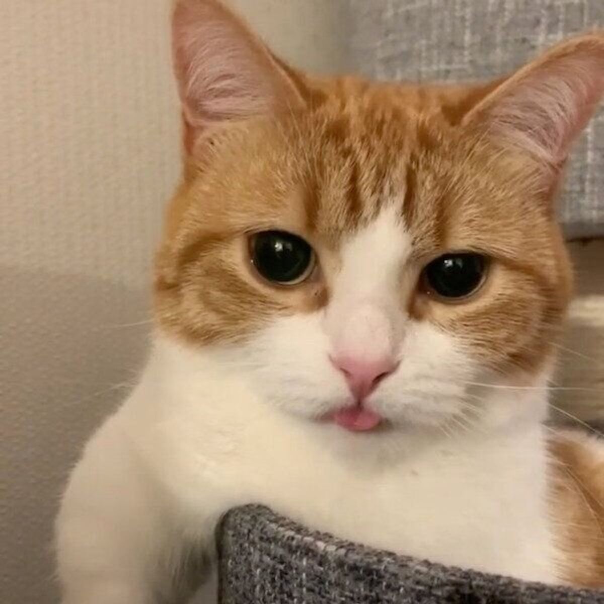 目が離せない うっかり舌をしまい忘れてしまった猫の 妙に色っぽい姿 笑 ねこのきもちweb Magazine 目が離せない うっかり舌をしまい忘れてしまった猫の 妙に色っぽい姿 笑 ねこのきもちweb Magazine