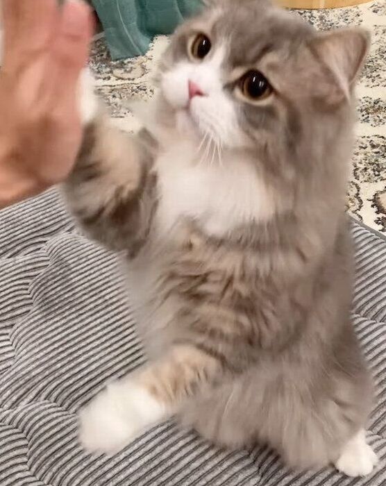 ハイタッチをする翠くん