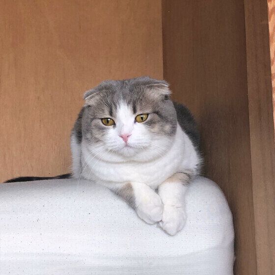 スコティッシュフォールドのくうちゃん