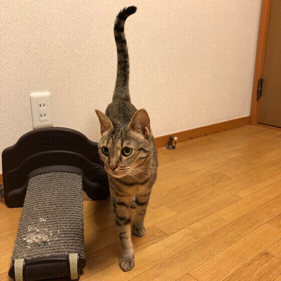 ベンガルのミミちゃん♪