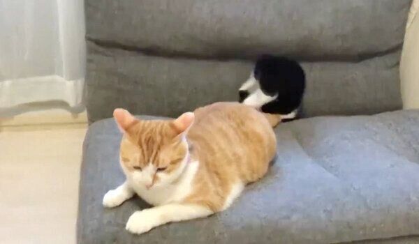 バク転するむーくんとくつろぐむぎくん