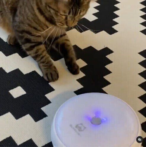 猫じゃらシッターに興味津々なキジトラ猫