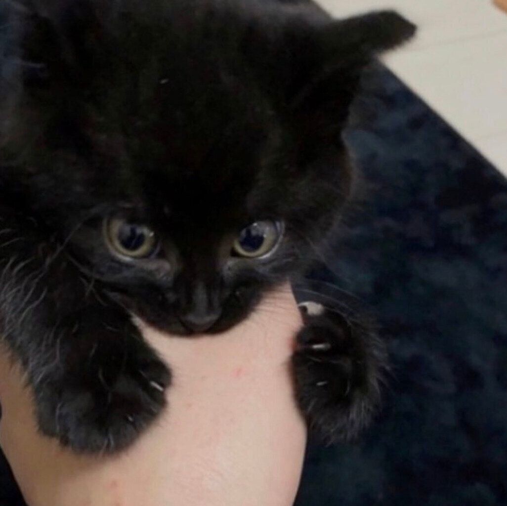 生後2カ月ごろのぷにゃちゃん