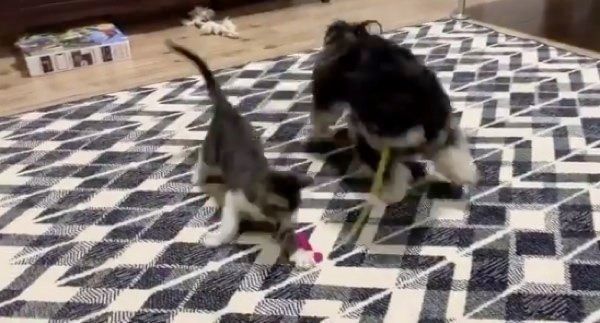 猫じゃらしで遊ぶアレサちゃんとマーロンくん