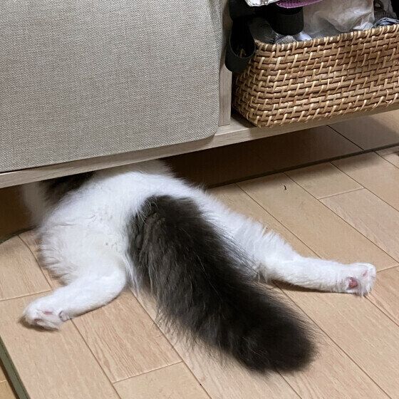 マンチカン・ロングヘアのマロンくん