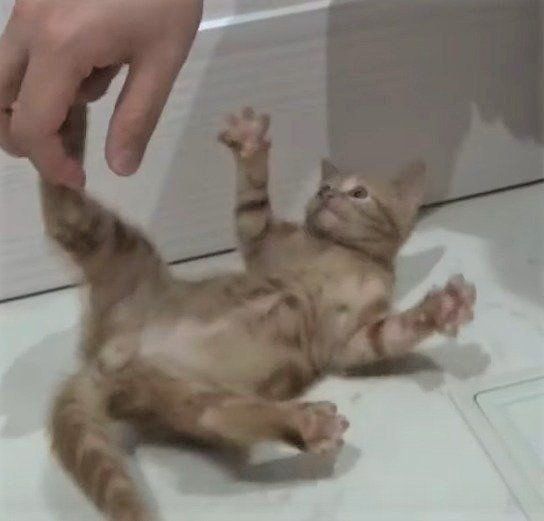 手にじゃれる子猫