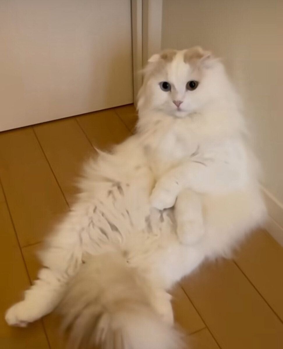 飼い主さんを待つミントくん