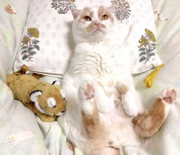 くつろぐホイちゃん