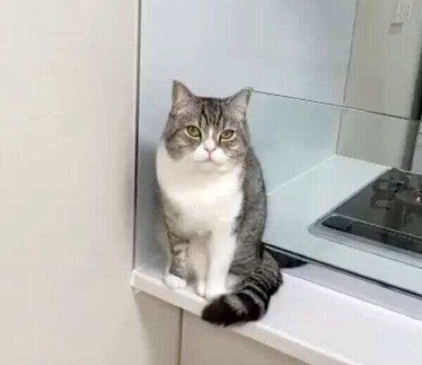 あくびのクセが強すぎるもちまるくん