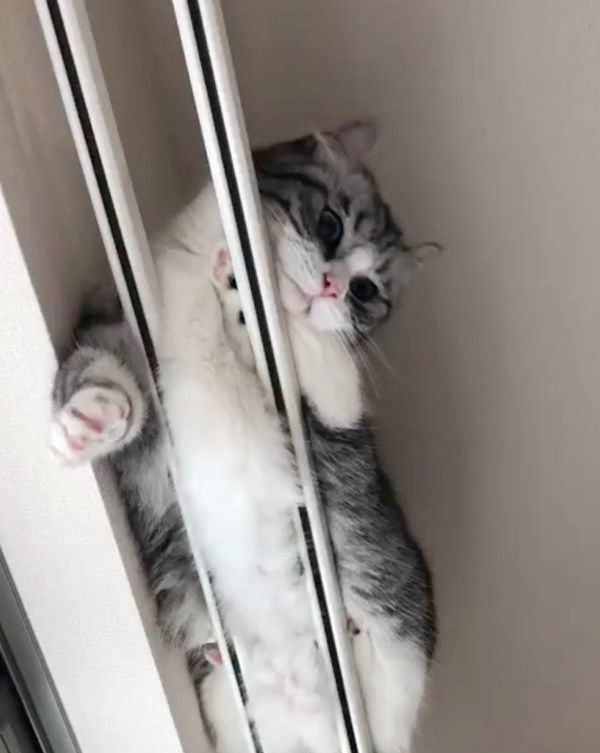 まさかの場所にいるマンチカン