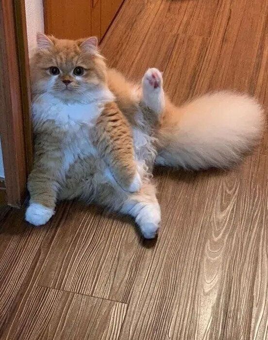 足を上げて座るぽくん