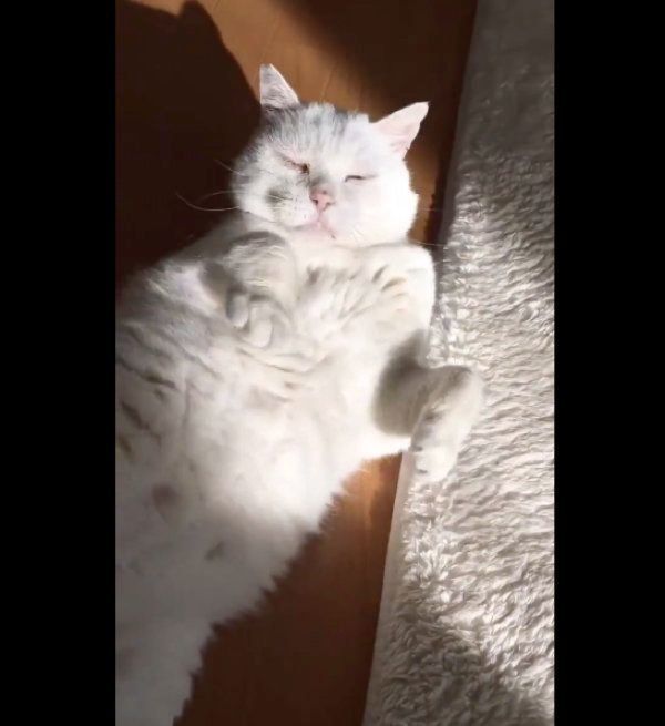 猫のしーちゃん