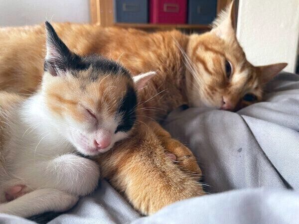 くっついて眠るテトくんと小春ちゃん