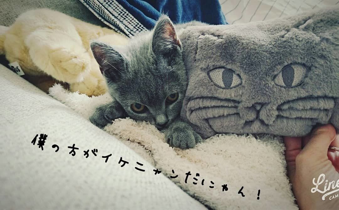 ブリティッシュショートヘアとポーチ