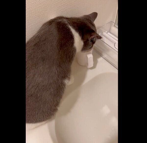 コップでお湯を飲むおにぎりくん