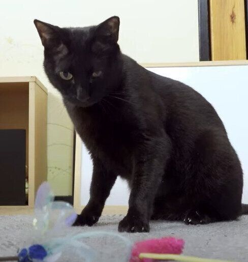 おもちゃに迷う黒みつくん