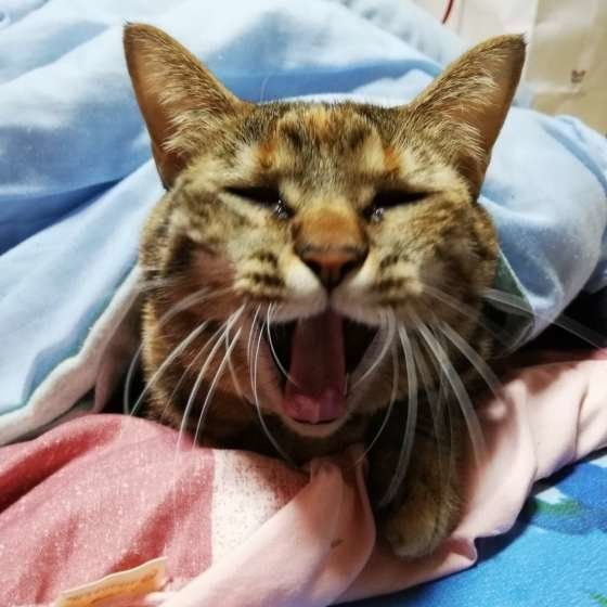 あくびをするキジトラ