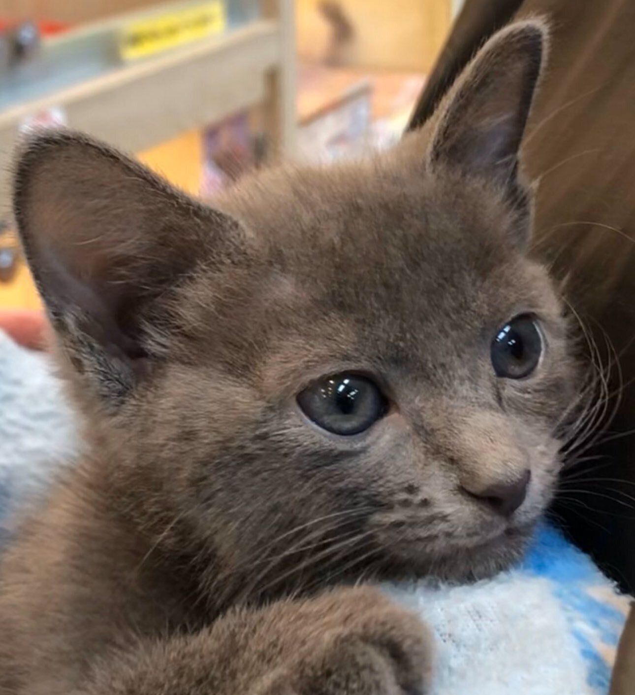 遠くを見つめるロシアンブルーの子猫