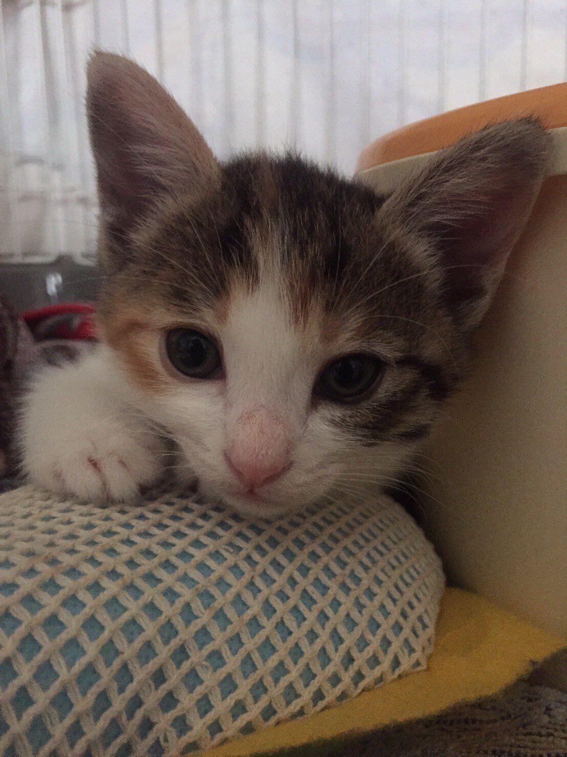 子猫時代のミャアちゃんのアップ写真　あどけない表情がかわいすぎる