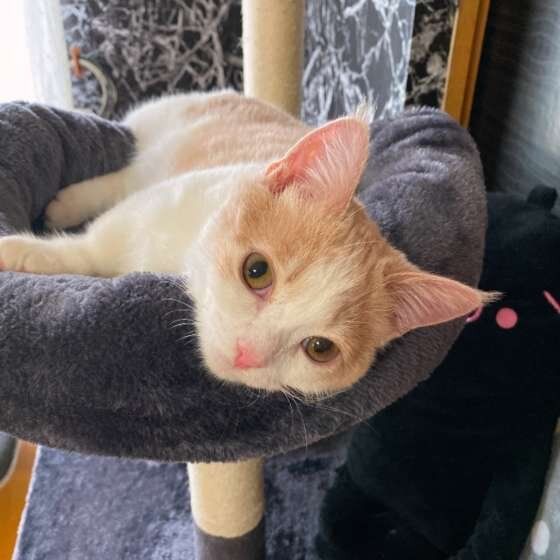 キャットタワーとマンチカン