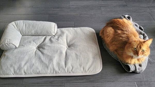 飼い主さんのパジャマの上でくつろぐ、しぴちゃん