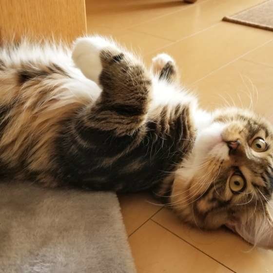 床に寝転がっているサイベリアン