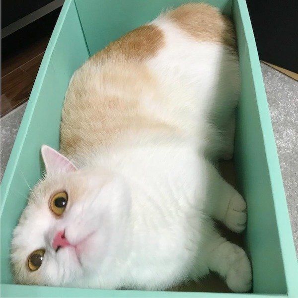 狭いところが大好きなマンチカン