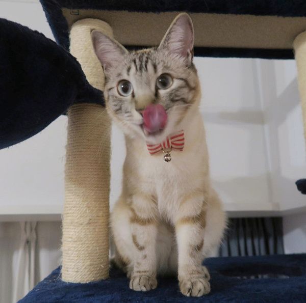 バンザイする猫