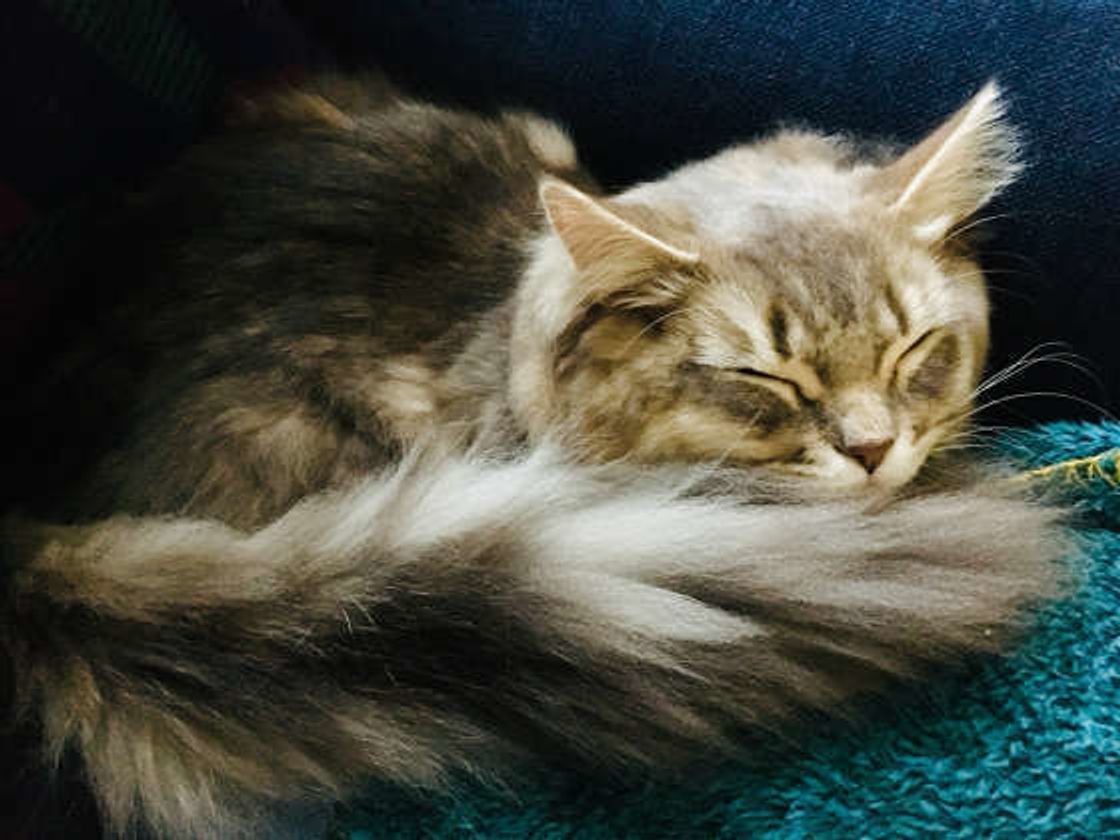 猫のしっぽは何のためにあるの 役割や形にまつわるアレコレ ねこのきもちweb Magazine 猫のしっぽは何のためにあるの 役割や形にまつわるアレコレ ねこのきもちweb Magazine