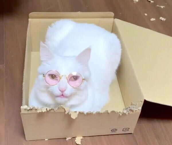 サングラスをかけるハク様