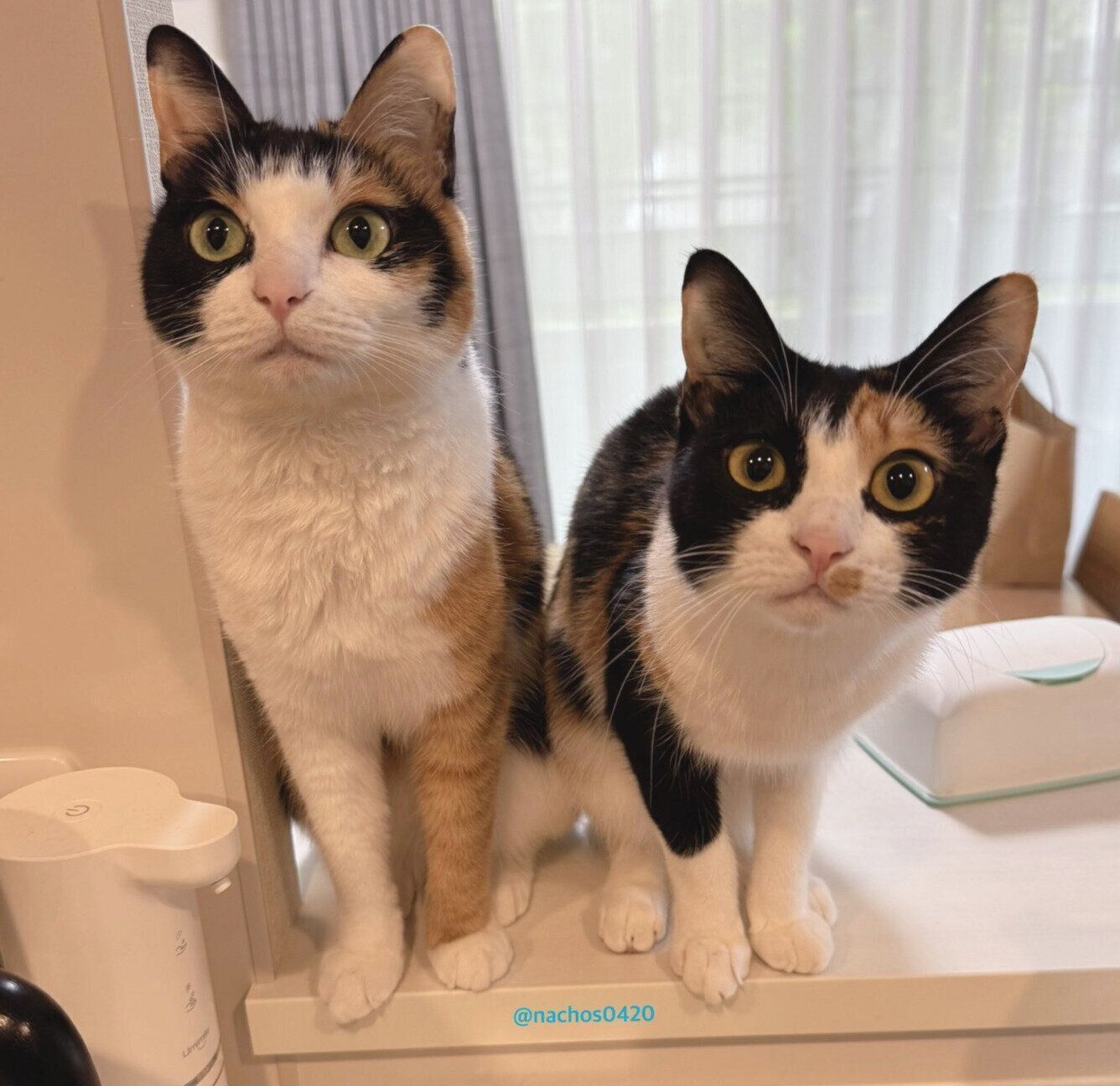 キッチンに現れるなっちゃん、スイちゃん