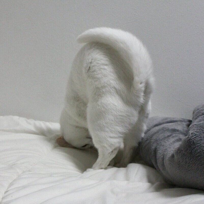 現在の様子。くるんと丸まるうにくん