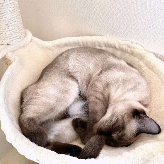 きもち良さそうに眠る小春ちゃん