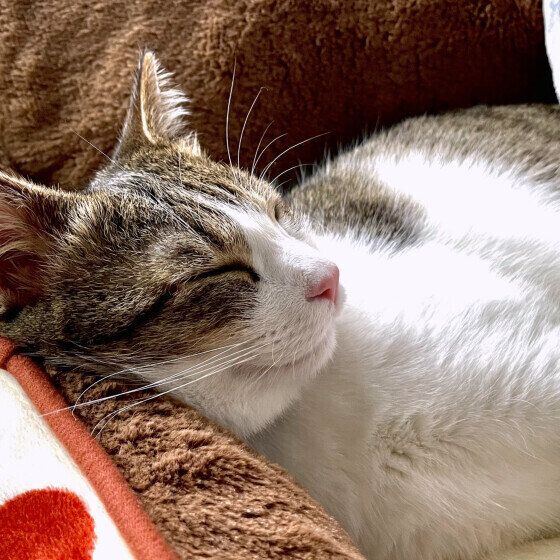 五郎くん（MIX）