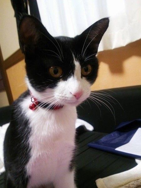 ちび子　MIX　黒×白