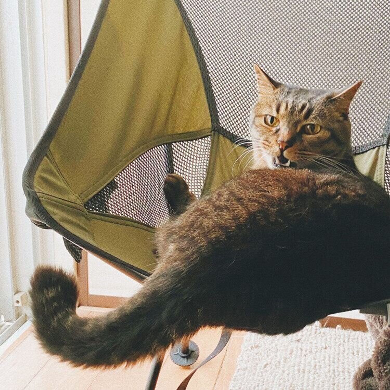 猫は飼い主の事をどう思っているの しまねこぐぐ Vol 64 ねこのきもちweb Magazine