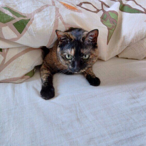 布団から顔を出すこはくちゃん