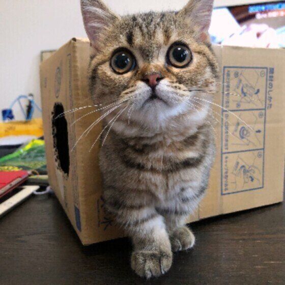 むぎちゃんと段ボール