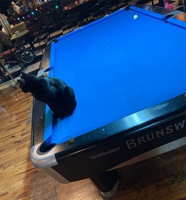 ビリヤード台に乗るエイトちゃん