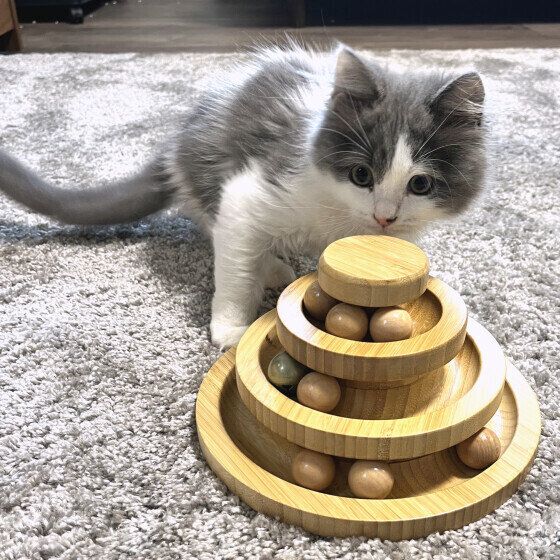 スコティッシュフォールド・ロングヘアのルイくん