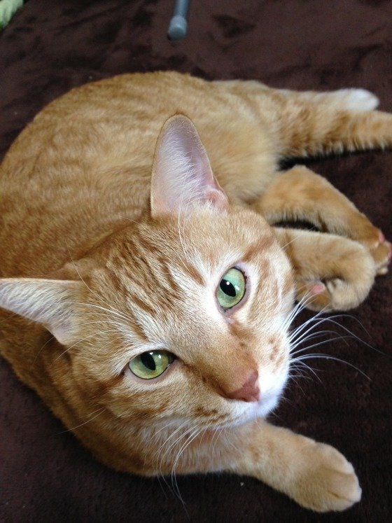 やんちゃで甘えん坊な茶トラ