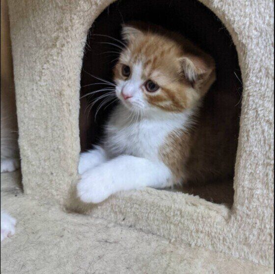 ハウスに入るスコティッシュフォールドの男の子