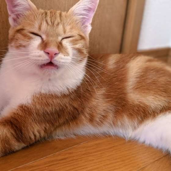 名前を呼ばれて返事をしている猫