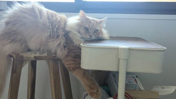 スゴい体勢でくつろぐつむぎくん