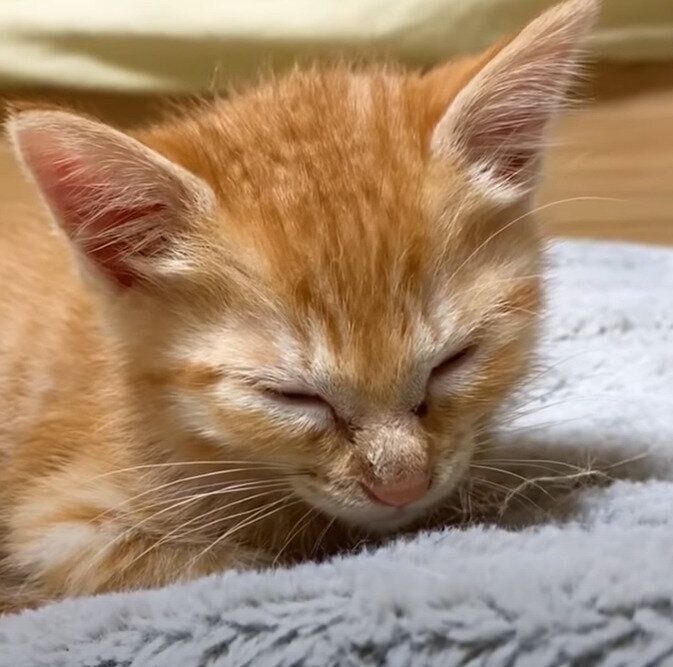 ウトウトしているリクちゃん