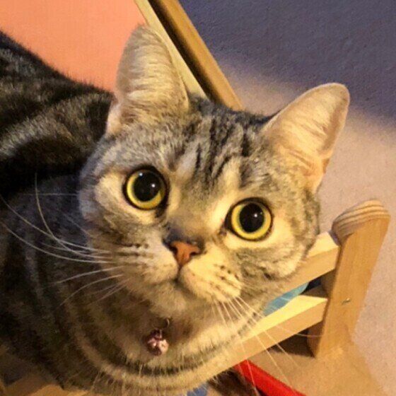 見つめるアメリカンショートヘア