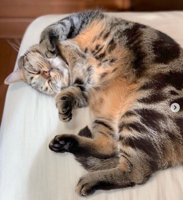 気持ちよさそうに眠るここあくん