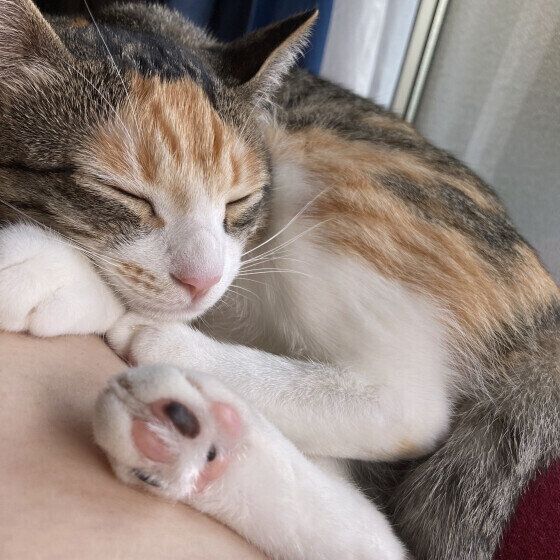 Mix（ミケ）のみりんちゃん♪